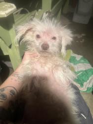 Found/Stray Female Dog last seen Cherry Ave , Long Beach, CA 90804