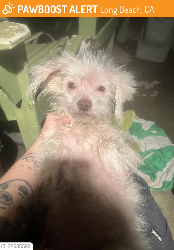 Found/Stray Female Dog last seen Cherry Ave , Long Beach, CA 90804