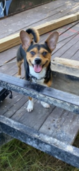 Lost Male Dog last seen Sheppard and knight Dr , Balch Springs, TX 75180
