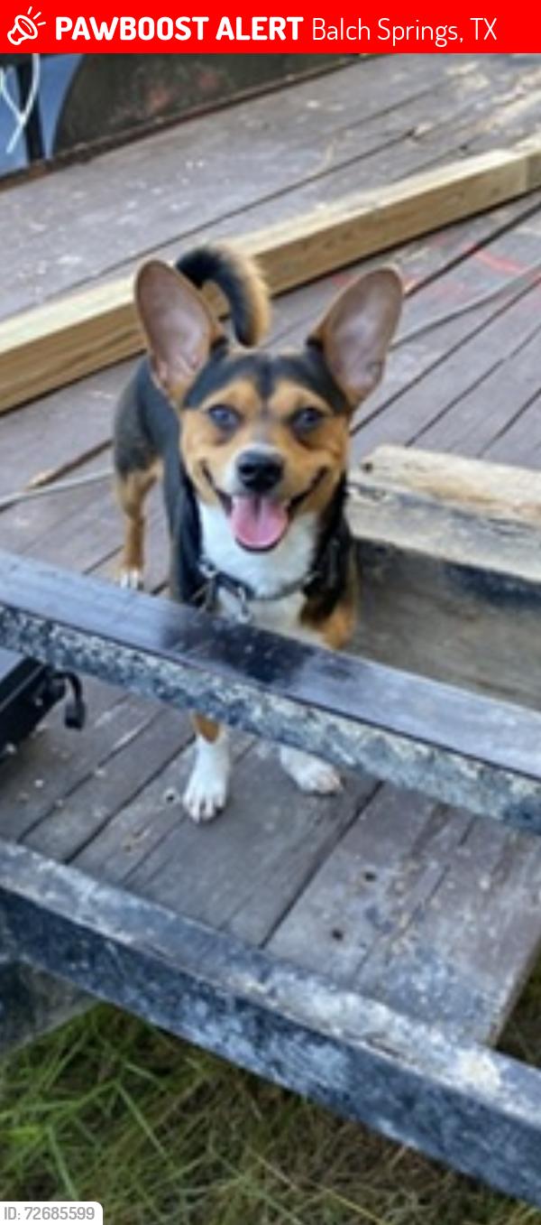 Lost Male Dog last seen Sheppard and knight Dr , Balch Springs, TX 75180