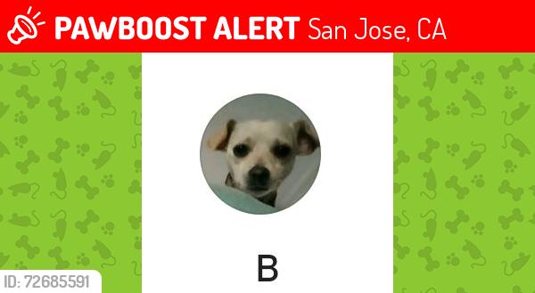 Lost Male Dog last seen 4th st sanjose ca., San Jose, CA 95125