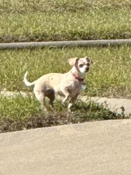 Found/Stray Unknown Dog last seen Lesgestone Drive, Killeen, TX 76549