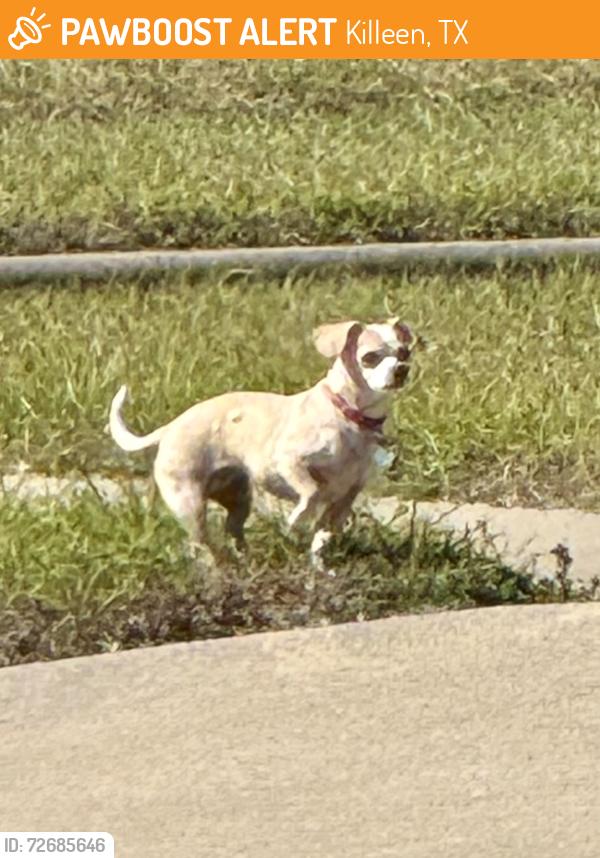 Found/Stray Unknown Dog last seen Lesgestone Drive, Killeen, TX 76549