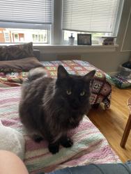 Lost Female Cat last seen Kent and portland, Saint Paul, MN 55102