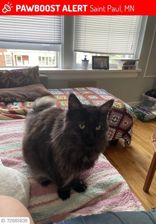 Lost Female Cat last seen Kent and portland, Saint Paul, MN 55102