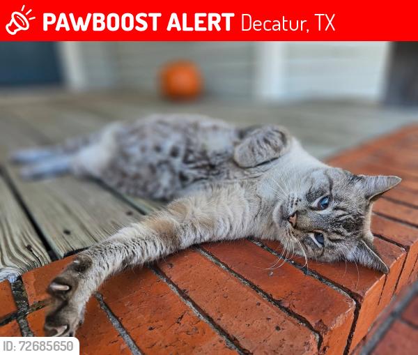 Lost Male Cat last seen Elm Street, Decatur, TX 76234