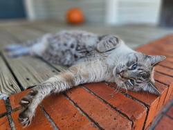 Lost Male Cat last seen Elm Street, Decatur, TX 76234
