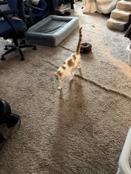 Lost Male Cat last seen Terry and Smiley - city limit between Bridgeton and Maryland Heights, Maryland Heights, MO 63043
