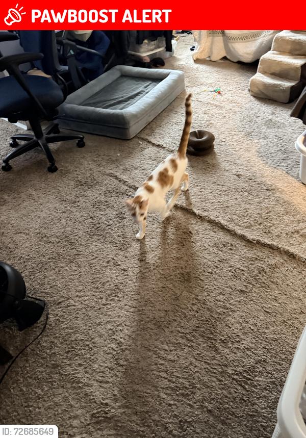 Lost Male Cat last seen Terry and Smiley - city limit between Bridgeton and Maryland Heights, Maryland Heights, MO 63043