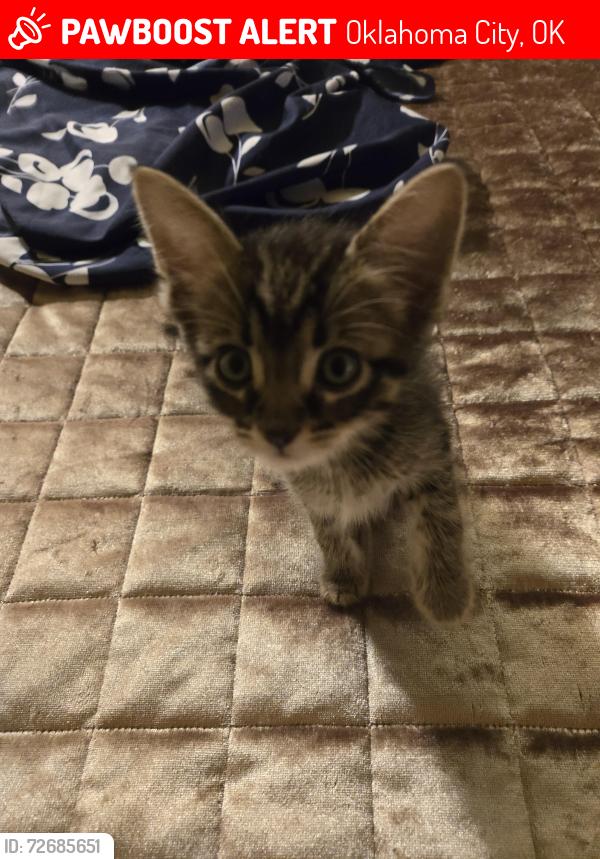 Lost Male Cat last seen 102nd Terrace, Drexel, Oklahoma City, OK 73159