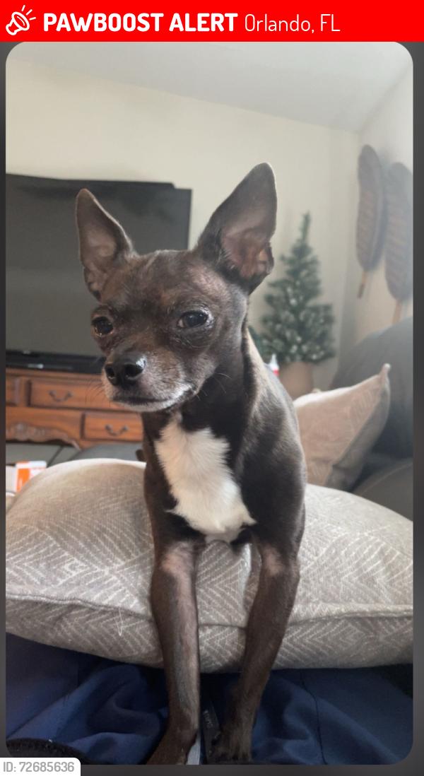 Lost Male Dog last seen Anthony lane Goldenrod and chickasaw, Orlando, FL 32822