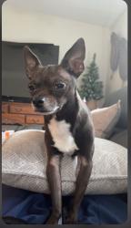 Lost Male Dog last seen Anthony lane Goldenrod and chickasaw, Orlando, FL 32822