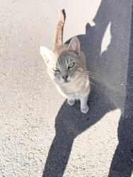 Found/Stray Male Cat last seen Redbud/ 75, McKinney, TX 75069