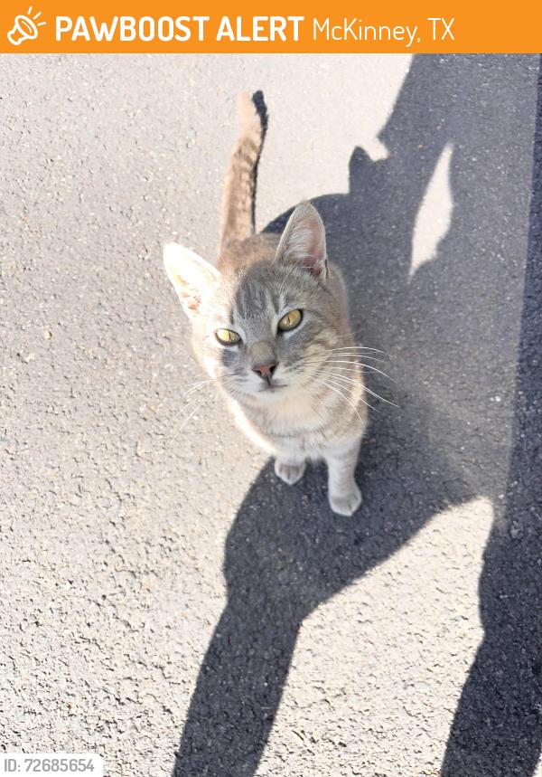 Found/Stray Male Cat last seen Redbud/ 75, McKinney, TX 75069