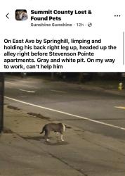 Found/Stray Unknown Dog last seen Stevenson Points apmts, Akron, OH 44307