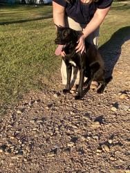 Found/Stray Male Dog last seen OffFM 359 near S in Monaville , Waller County, TX 77445