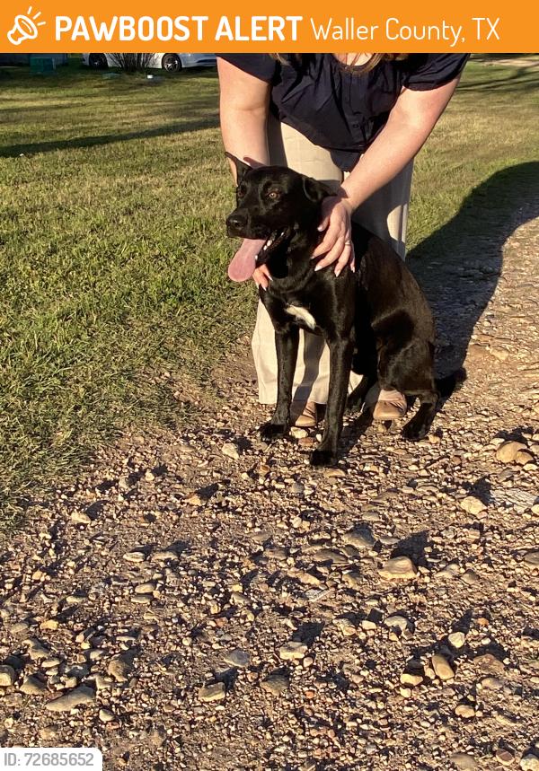 Found/Stray Male Dog last seen OffFM 359 near S in Monaville , Waller County, TX 77445