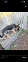 Lost Female Dog last seen Selden Ave , Norfolk, VA 23523