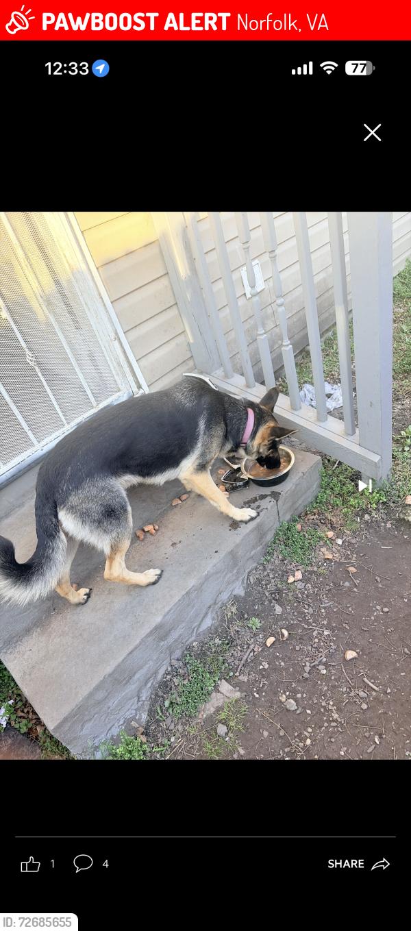 Lost Female Dog last seen Selden Ave , Norfolk, VA 23523