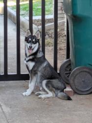 Found/Stray Male Dog last seen Ross Ave. and NW 17th St, Oklahoma City, OK 73107