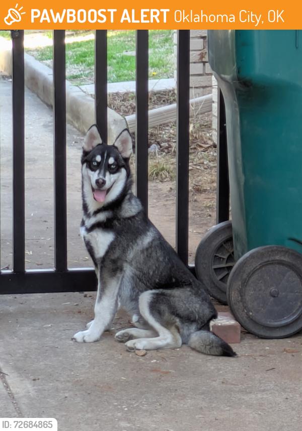 Found/Stray Male Dog last seen Ross Ave. and NW 17th St, Oklahoma City, OK 73107