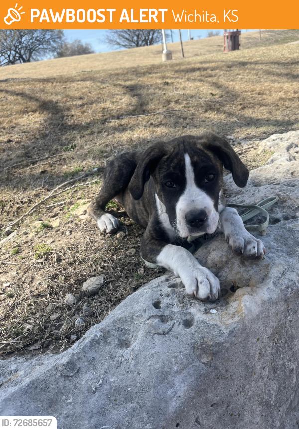 Found/Stray Female Dog last seen Keeper of the Plains, Wichita, KS 67203