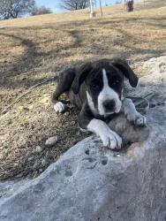 Found/Stray Female Dog last seen Keeper of the Plains, Wichita, KS 67203