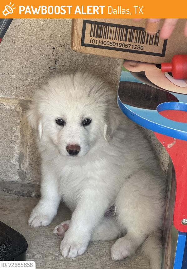 Found/Stray Male Dog last seen Haskell munger, Dallas, TX 75204
