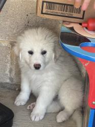 Found/Stray Male Dog last seen Haskell munger, Dallas, TX 75204