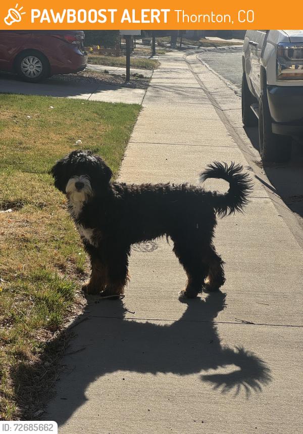 Found/Stray Male Dog last seen 129th way and Hudson St, Thornton, CO 80241
