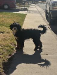 Found/Stray Male Dog last seen 129th way and Hudson St, Thornton, CO 80241