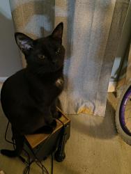 Lost Male Cat last seen Fazolis on preston road I believe to be called indiana trail, Louisville, KY 40219