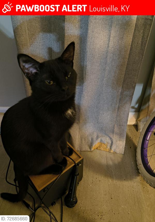 Lost Male Cat last seen Fazolis on preston road I believe to be called indiana trail, Louisville, KY 40219