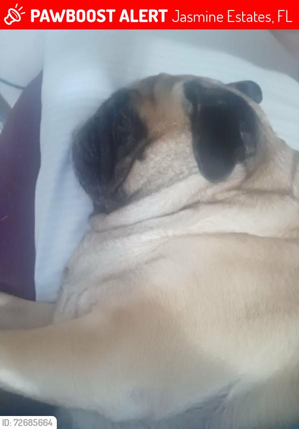 Lost Female Dog last seen Grove Dr little rd hilltop rd, Jasmine Estates, FL 34668
