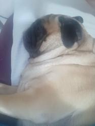 Lost Female Dog last seen Grove Dr little rd hilltop rd, Jasmine Estates, FL 34668