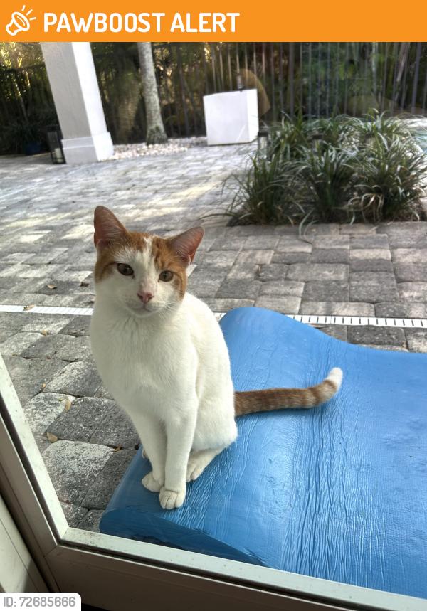 Found/Stray Male Cat last seen Grand Harbor, Indian River County, FL 32967