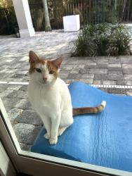Found/Stray Male Cat last seen Grand Harbor, Indian River County, FL 32967