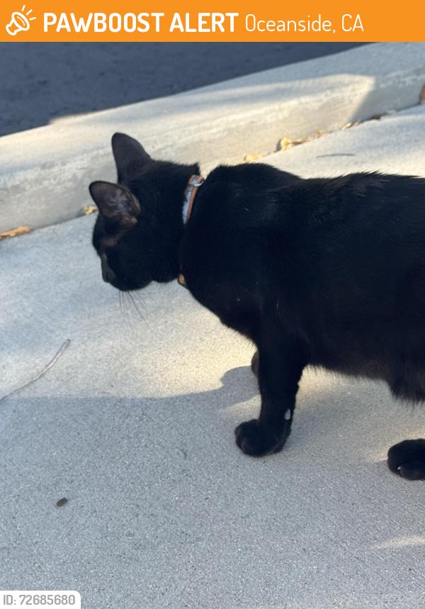 Found/Stray Unknown Cat last seen In parking lot, Oceanside, CA 92056
