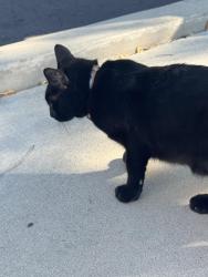 Found/Stray Unknown Cat last seen In parking lot, Oceanside, CA 92056