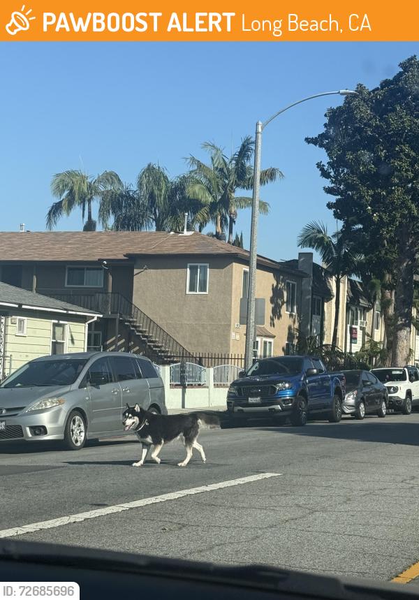 Found/Stray Unknown Dog last seen Black and white husky with collar possibly no tag , Long Beach, CA 90806