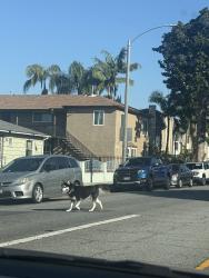 Found/Stray Unknown Dog last seen Black and white husky with collar possibly no tag , Long Beach, CA 90806