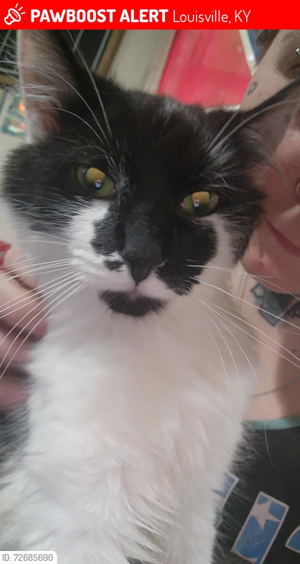 Lost Male Cat last seen Fazolis on preston road I believe to be called indiana trail, Louisville, KY 40203