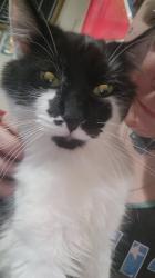 Lost Male Cat last seen Fazolis on preston road I believe to be called indiana trail, Louisville, KY 40203
