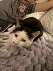 Found/Stray Male Cat last seen NA, Cedartown, GA 30125