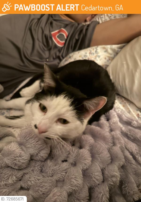 Found/Stray Male Cat last seen NA, Cedartown, GA 30125