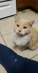 Lost Male Cat last seen McClintock and Baseline, Tempe, AZ 85283