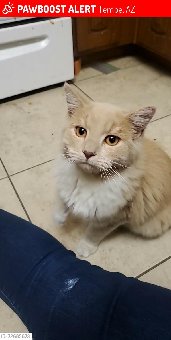 Lost Male Cat last seen McClintock and Baseline, Tempe, AZ 85283
