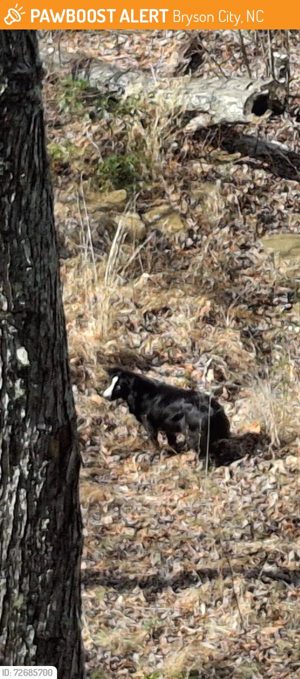 Found/Stray Unknown Dog last seen Last hse on the road , Bryson City, NC 28713