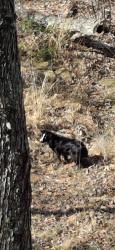 Found/Stray Unknown Dog last seen Last hse on the road , Bryson City, NC 28713