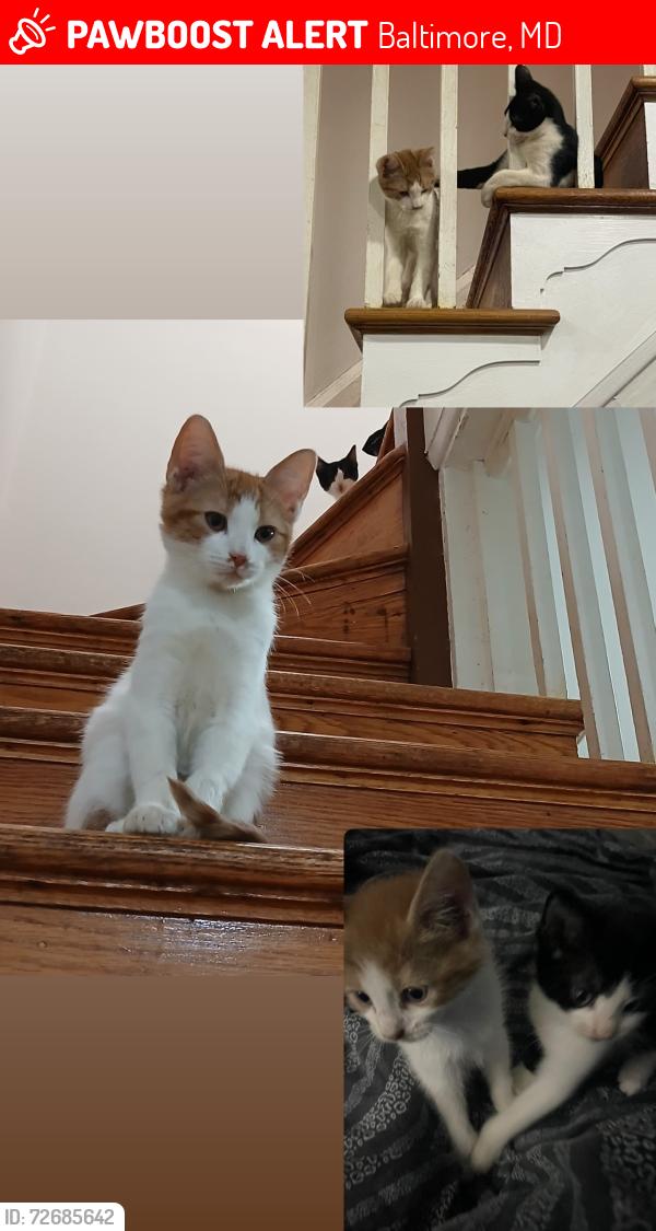 Lost Male Cat last seen  N Potomac st , Baltimore, MD 21213